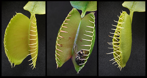 A Day in the Life of a Venus Flytrap