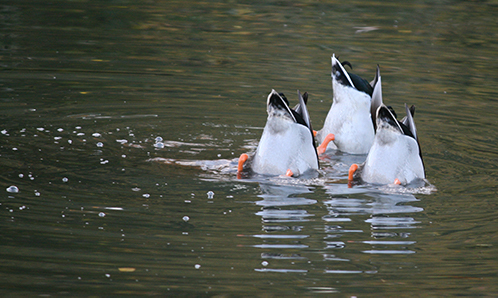 Bottoms Up IMG_3436 final_