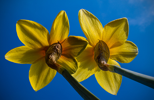 Two Daffs_edited-2