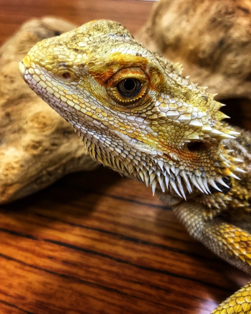 Bearded Dragon