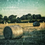 Fifty Shades of Hay