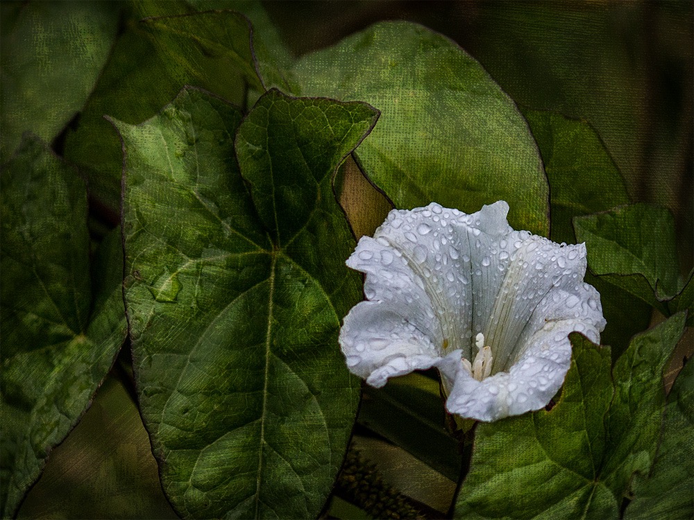 Hedge Bindweed