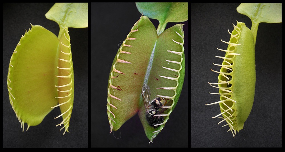 Venus Flytrap