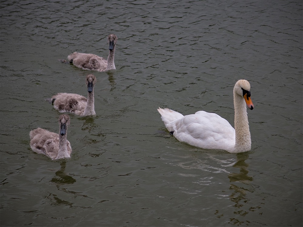 Family of Mute Swans