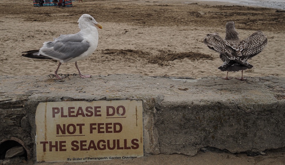 seagulls.jpg